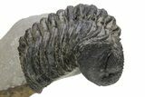 Large, Drotops Trilobite With Good Eyes - Mrakib, Morocco #171550-2